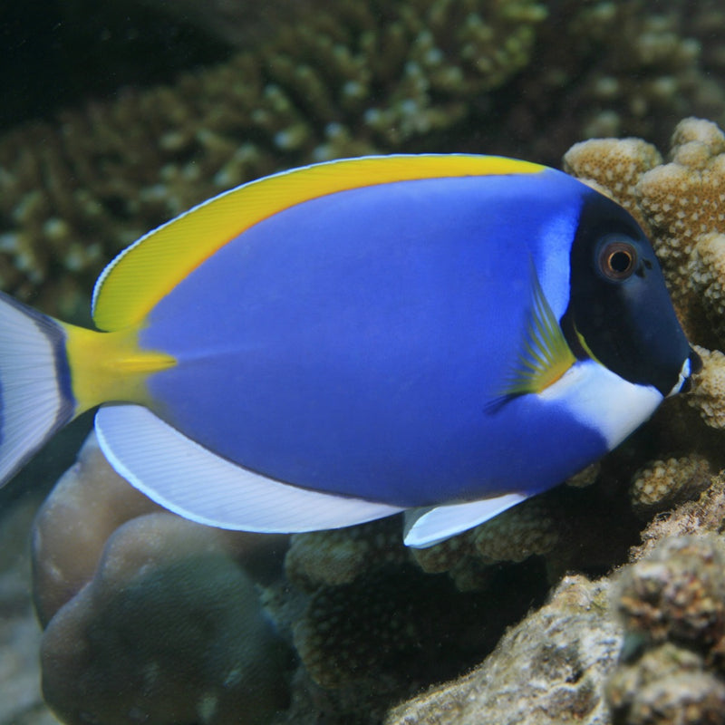 Powder Blue Tang Medium