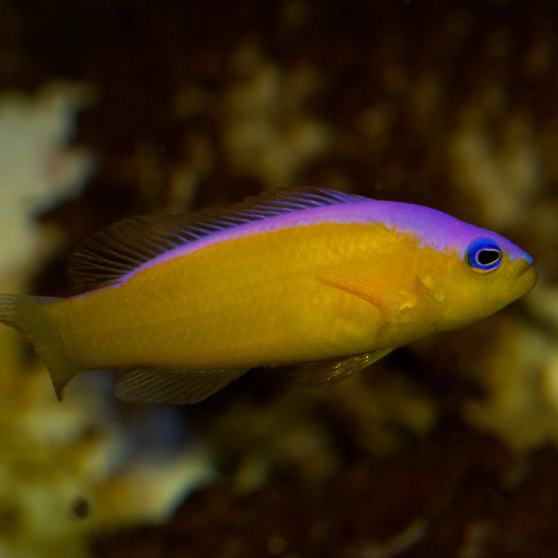 Purple Stripe Dottyback