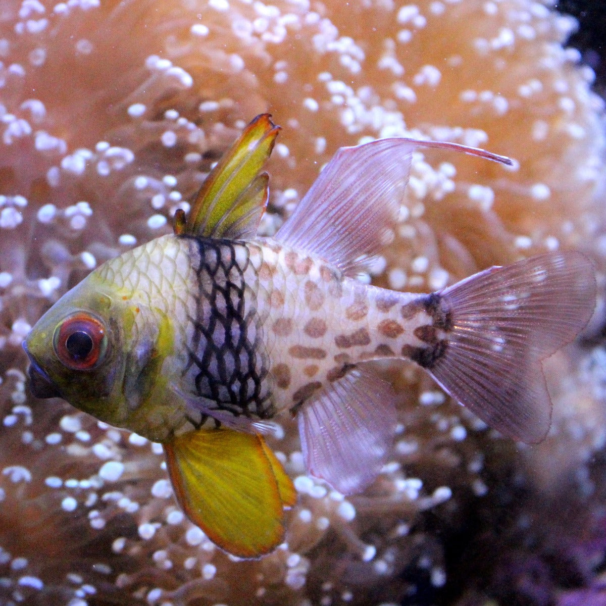 Pyjama Cardinalfish | Kraken Corals