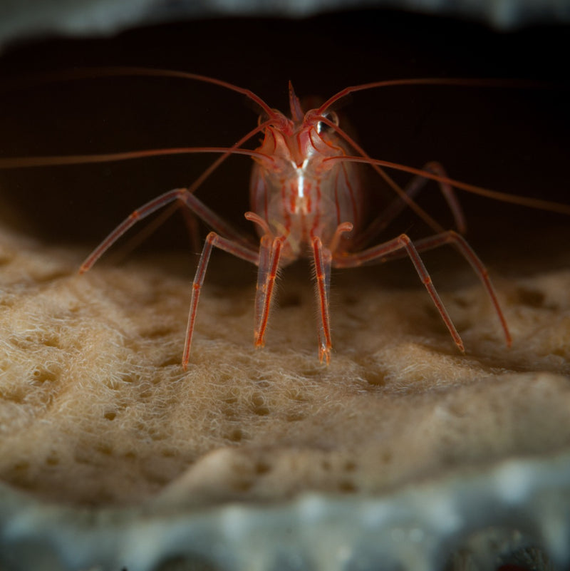 Peppermint Shrimp