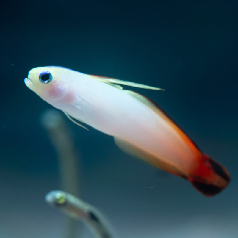 Red Filefish Red Firefish — Kraken Corals