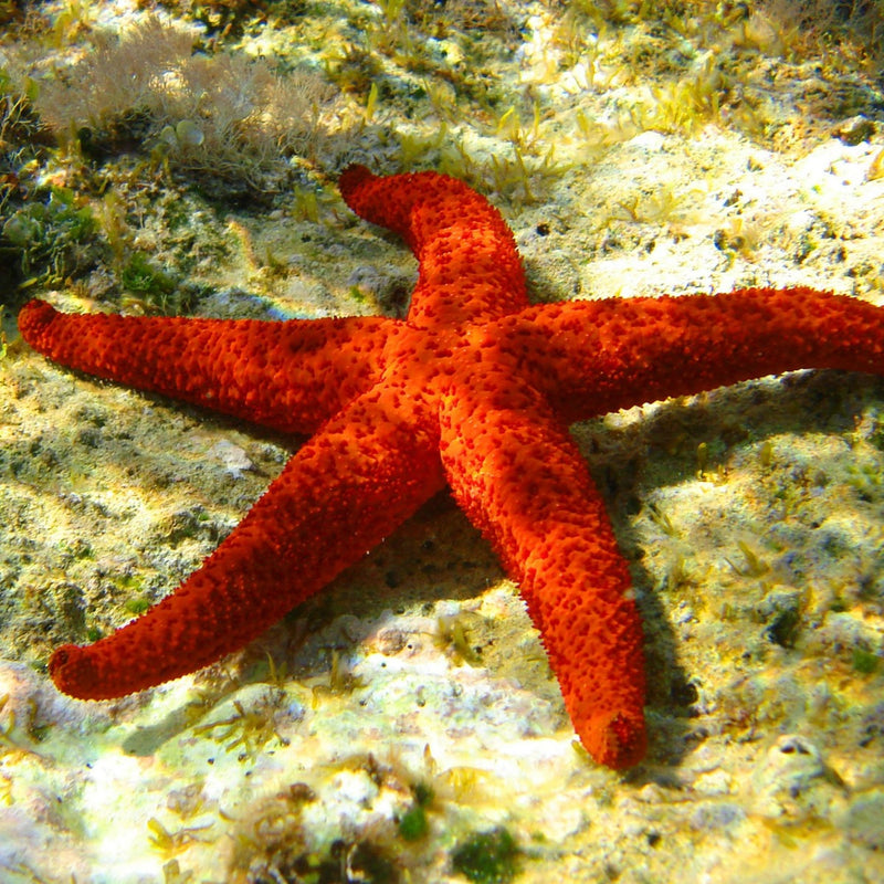 Red Sea Starfish
