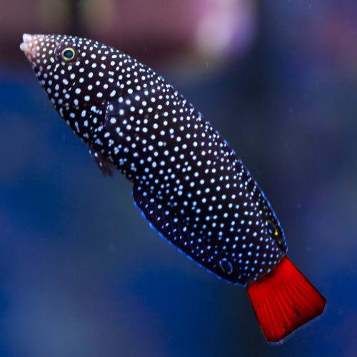 Red Tail Wrasse