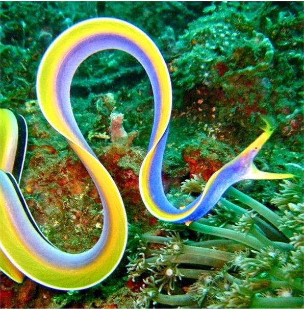 Ribbon Eel