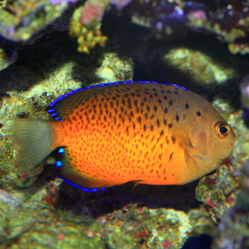 Rusty Angelfish