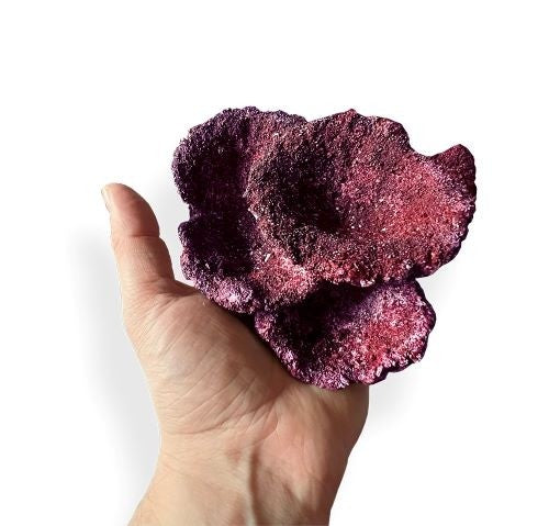 Real Reef Rock - Nano Plate Coral (Per Piece)