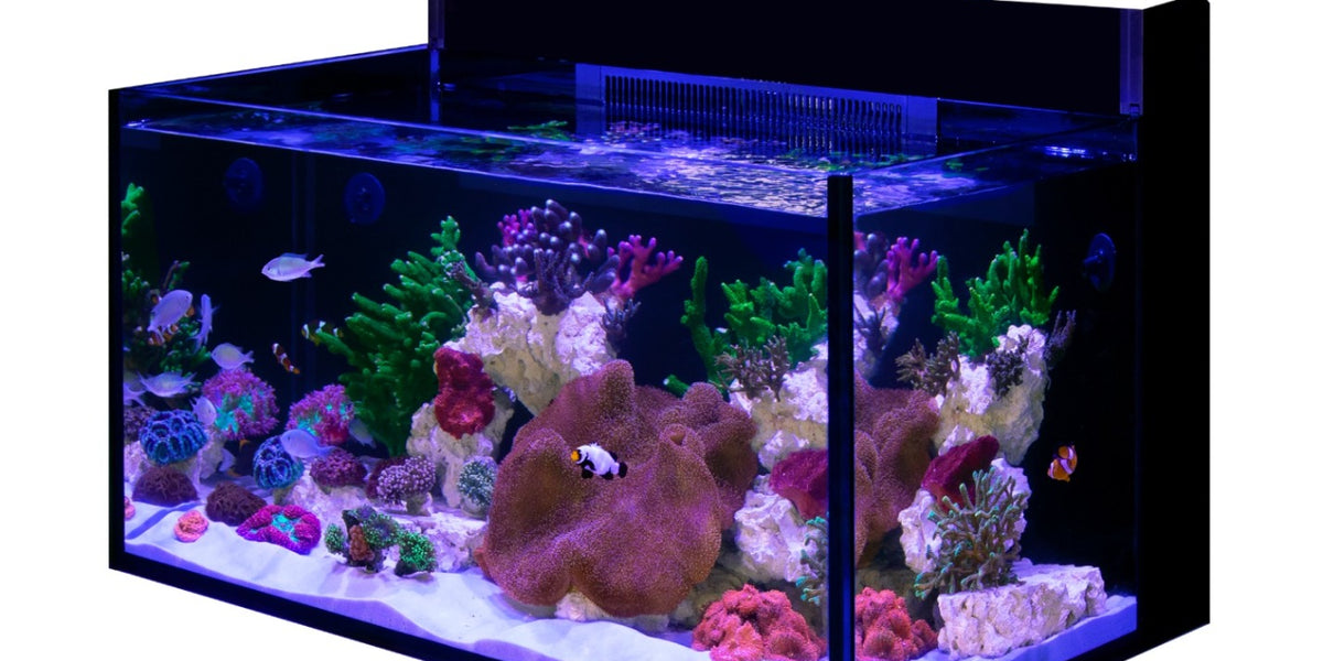 Red Sea Max Nano G2 XXL 200L Reef System - No Cabinet — Kraken Corals
