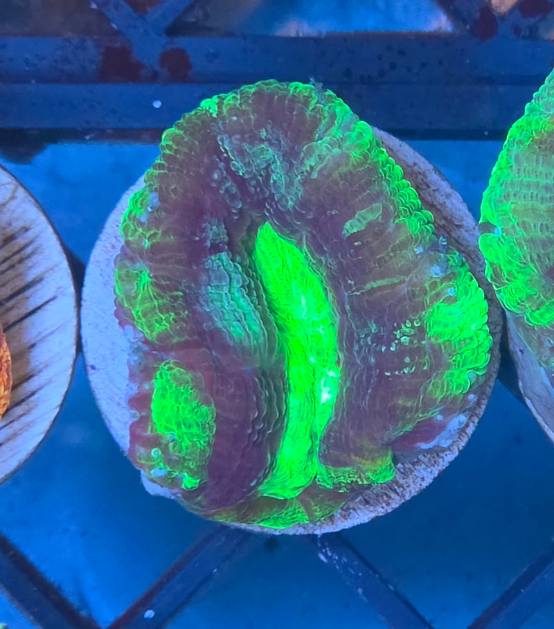 WYSIWYG Aussie Bowerbanki Frag - 135