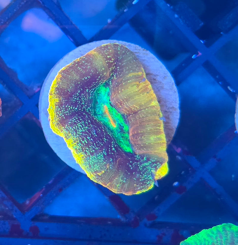 WYSIWYG Unique Aussie Bowerbanki Frag - 149