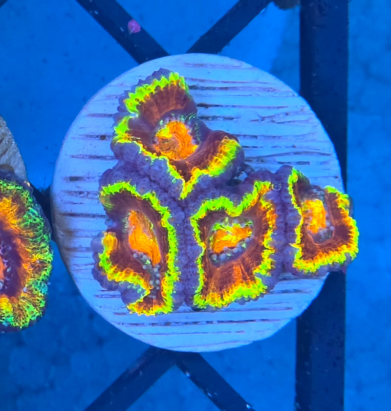 WYSIWYG Aussie Rainbow Acan Frag - 117