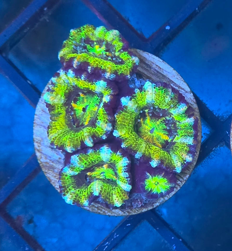 WYSIWYG Aussie Ultra Acan Frag - 120