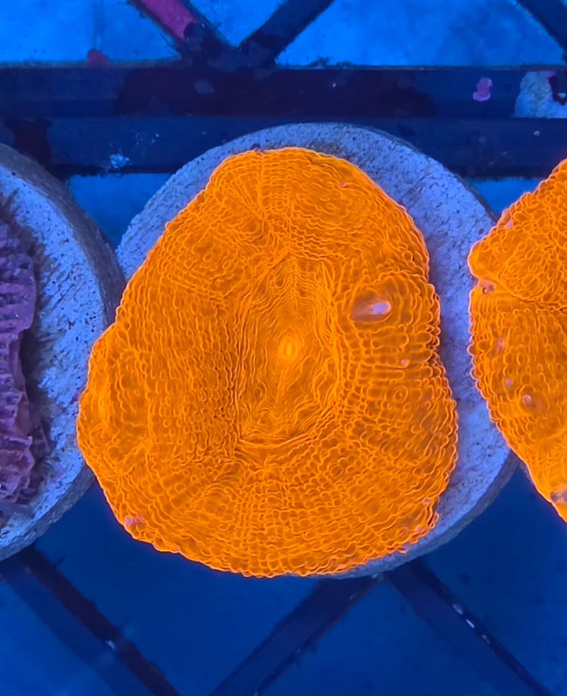 WYSIWYG Aussie Bowerbanki Frag - 126