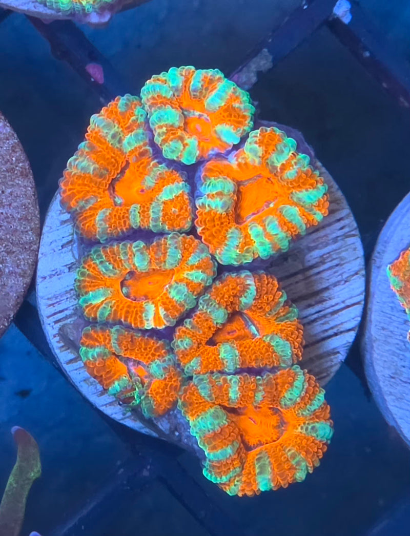 WYSIWYG Aussie Acan Frag - 101