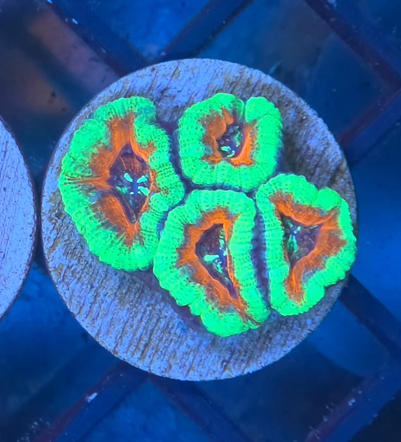 WYSIWYG Aussie Acan Frag - 109