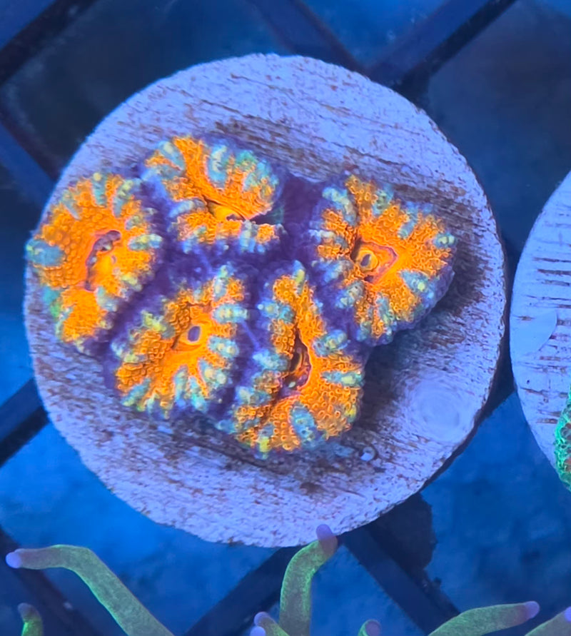 WYSIWYG Aussie Acan Frag - 104
