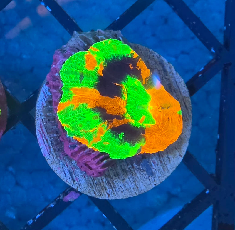 WYSIWYG Aussie Master Scoly Frag - 138