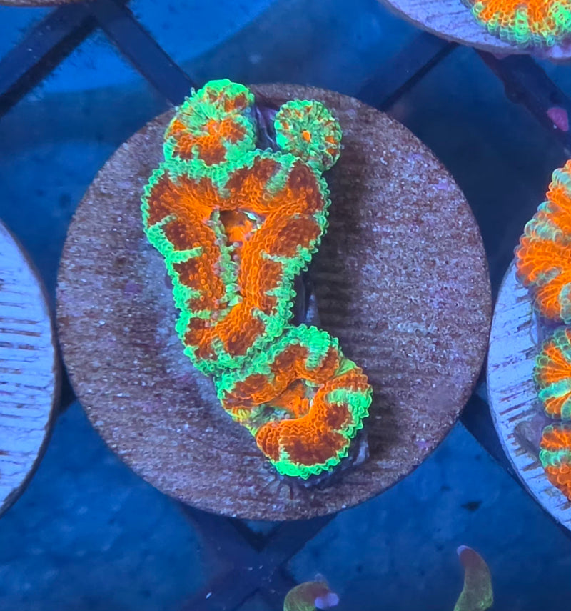 WYSIWYG Aussie Acan Frag - 102