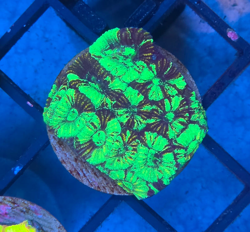 WYSIWYG Aussie Favia Frag - 125