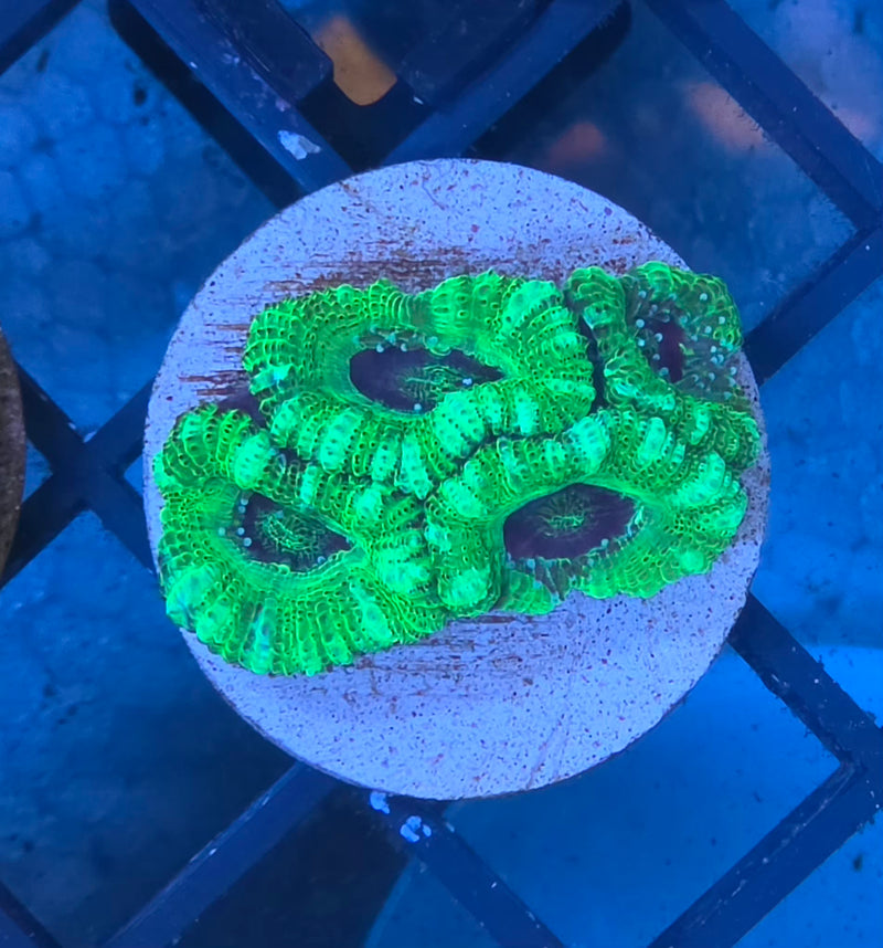 WYSIWYG Aussie Acan Frag - 116