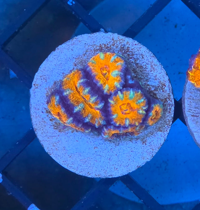 WYSIWYG Aussie Acan Frag - 114