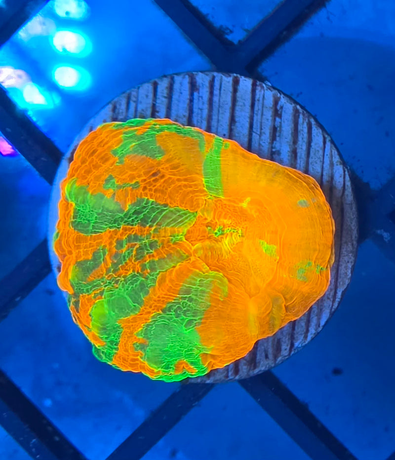 WYSIWYG Aussie Ultra Scoly - 144