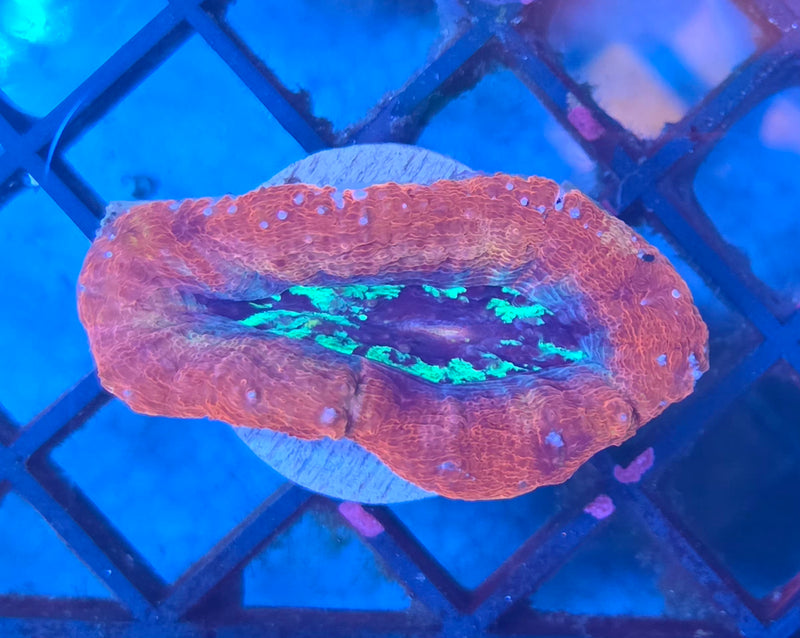 WYSIWYG Aussie Bowerbanki Frag - 150