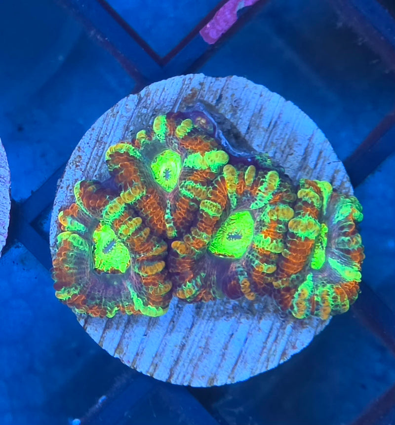 WYSIWYG Aussie Ultra Acan Frag - 121