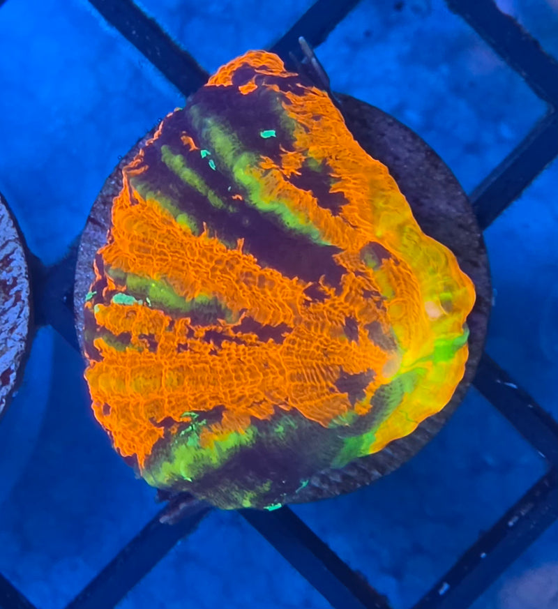 WYSIWYG Aussie Ultra Scoly - 141