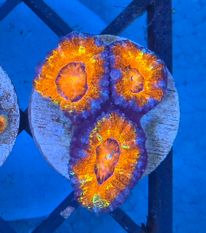 WYSWIYG Aussie Acan Frag - 113