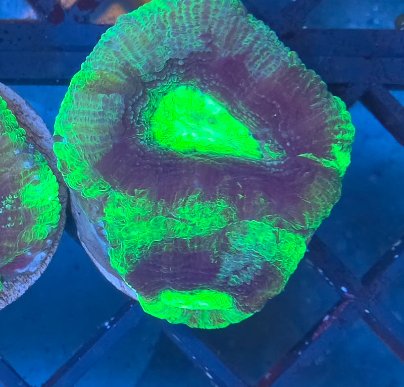 WYSIWYG Aussie Bowerbanki Frag - 134