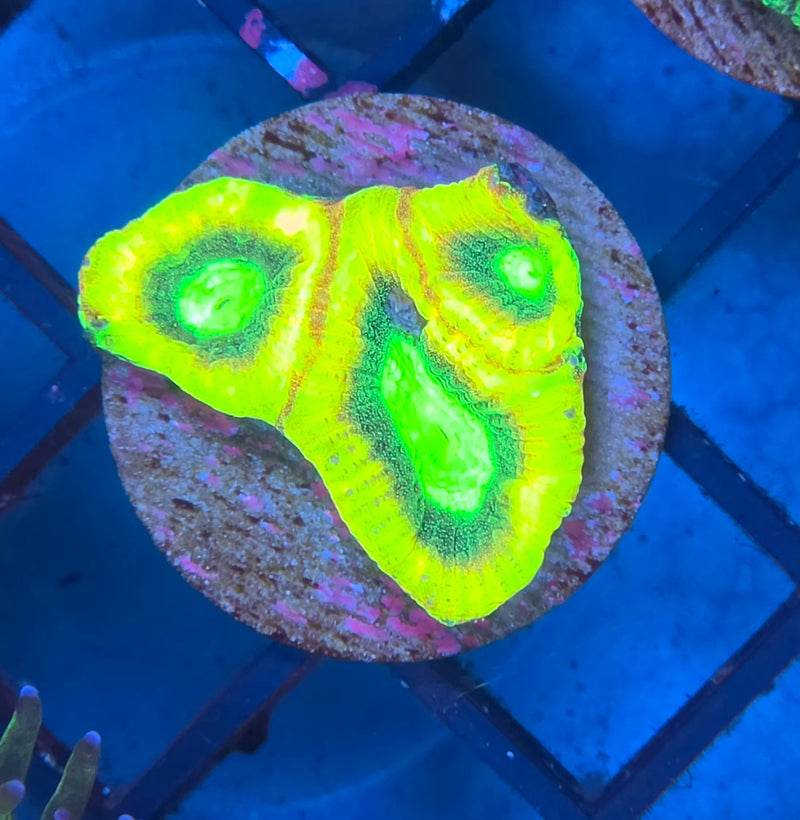 WYSIWYG Aussie Favia Frag - 124