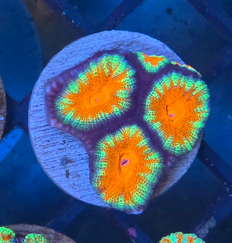 WYSIWYG Aussie Acan Frag - 111