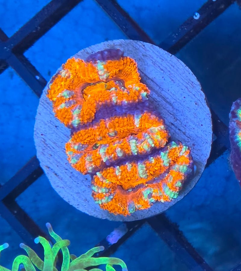 WYSIWYG Aussie Acan Frag - 106