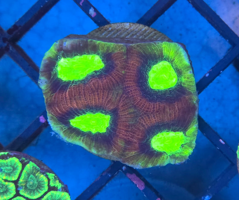 WYSIWYG Aussie Dragon Soul Favia Frag - 128
