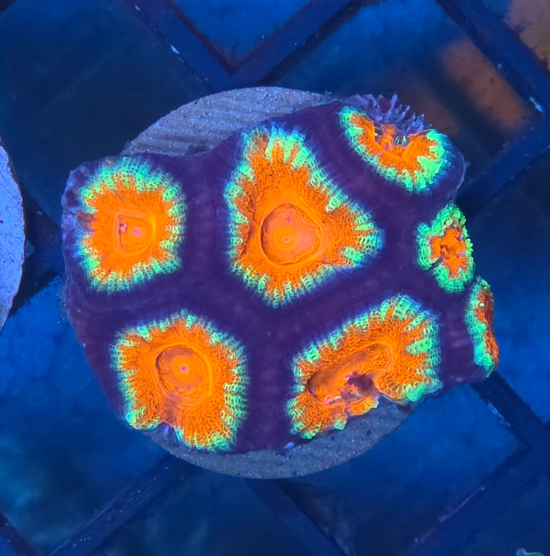 WYSIWYG Aussie Acan Frag - 105