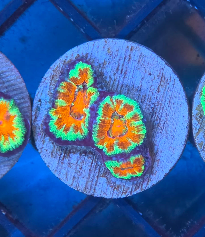 WYSIWYG Aussie Acan Frag - 110