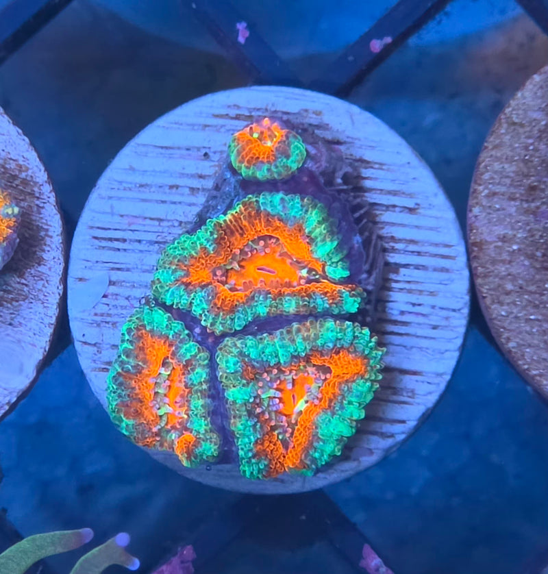 WYSIWYG Aussie Acan Frag - 103