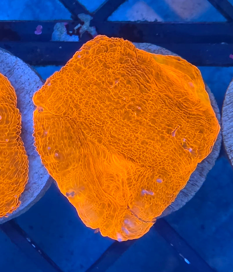 WYSIWYG Aussie Bowerbanki Frag - 127