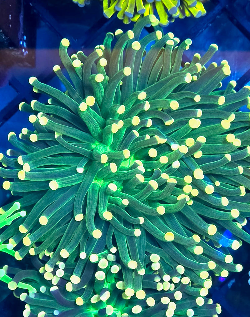 WYSIWYG Gold Tip Green Aussie Torch - 083