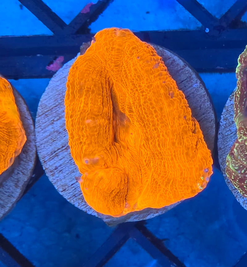 WYSIWYG Aussie Bowerbanki Frag - 131