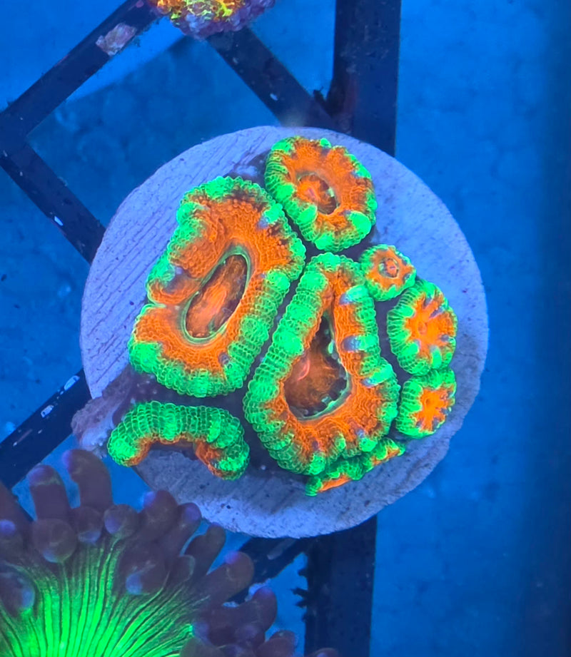 WYSIWYG Aussie Acan Frag - 099