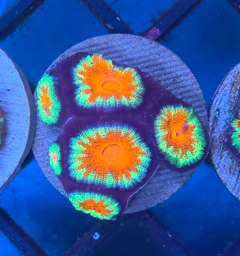 WYSIWYG Aussie Acan Frag - 107