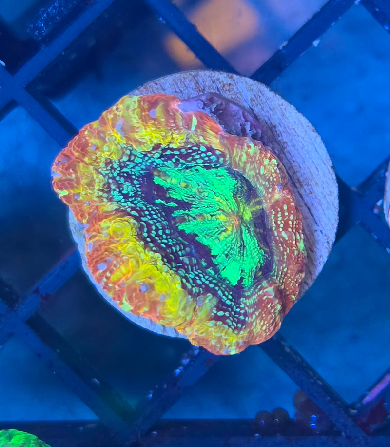 WYSIWYG Aussie Ultra Bowerbanki Frag - 152