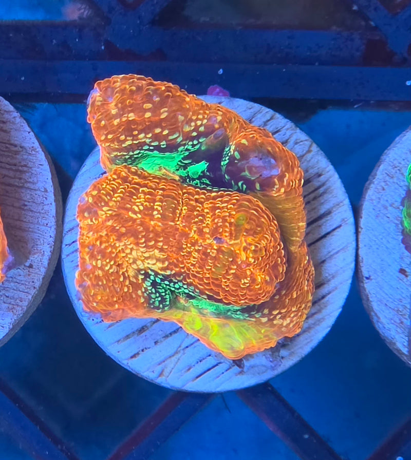 WYSIWYG Aussie Bowerbanki Frag - 132