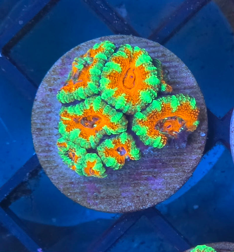 WYSIWYG Aussie Acan Frag - 112