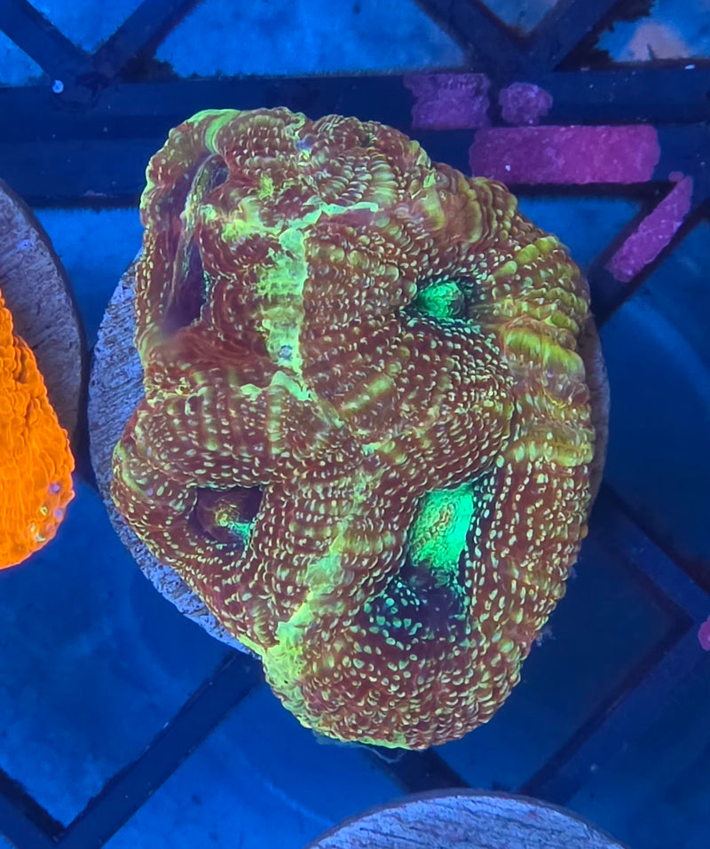 WYSIWYG Aussie Bowerbanki Frag - 130