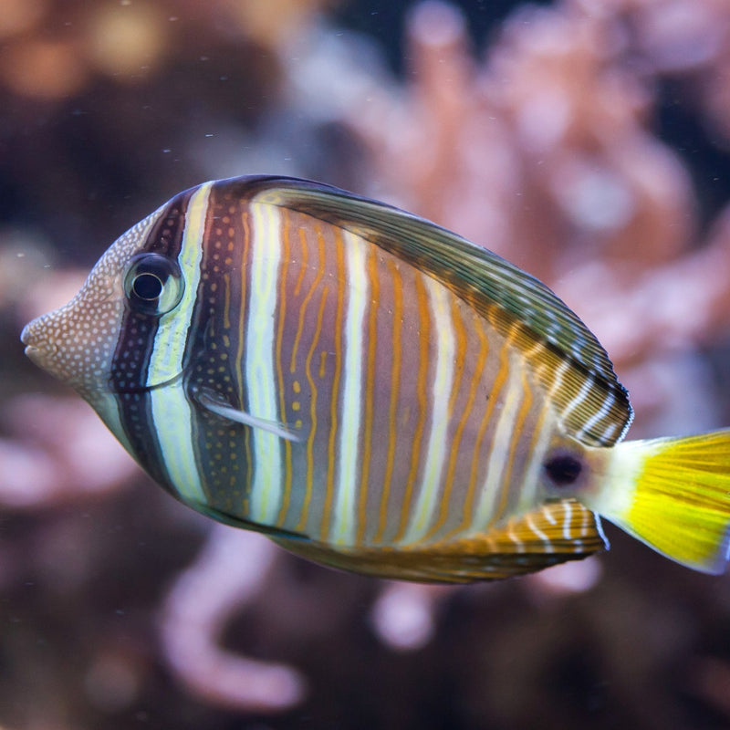 Sailfin Tang - Medium