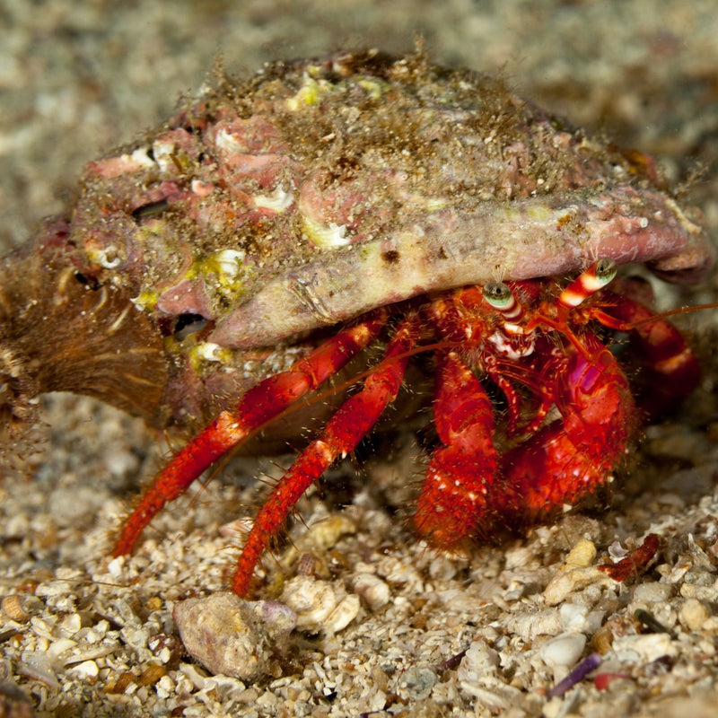 Scarlet Reef Hermit Crab (Red Leg)