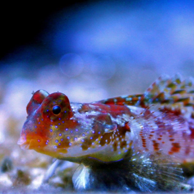 Scooter Blenny