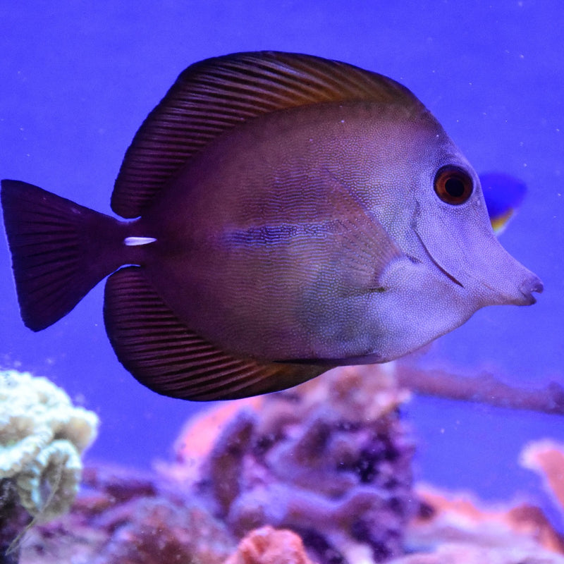 Scopas Tang- Large